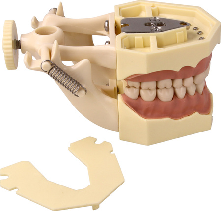 Teeth model with plastic articulator for clinical practice, with replacement teeth (32 teeth)