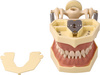 Teeth model with plastic articulator for clinical practice, with replacement teeth (32 teeth)