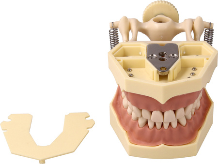 Teeth model with plastic articulator for clinical practice, with replacement teeth (32 teeth)